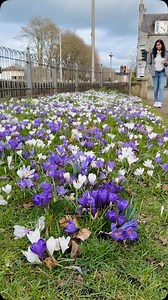 12K views · 3.5K reactions | Spring start aiduchi ini full vibe dha gbsct 朗朗朗朗. #vlog #vlogger #tamilponnuinscotland #spring #scotland | Papitha Tamilponnu InScotland | Facebook