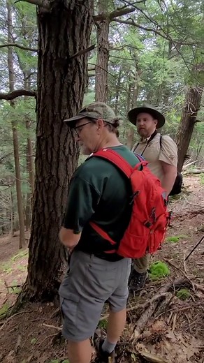 The Mohawk Trail State Forest has the greatest population of 150-foot...