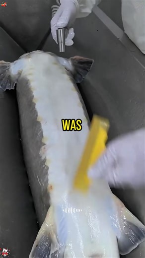 Cheering for My Brother: A Jealous Girlfriend's Threat