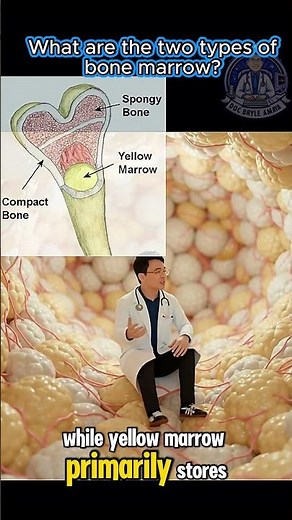 Inside Your Bones: The Red & Yellow Marrow Mystery! 🦴🩸
