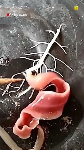 What is a Ribbon Worm and How Does It Hunt fact explained 🤯