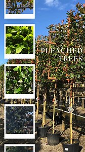 #PleachedTrees #GardenDesign #LandscapeIdeas #TreeNursery #EvergreenTrees #GardenPrivacy #UKGardens #LandscapeDesign #GardenInspiration #TreesForSale | Grasslands Nursery | Facebook