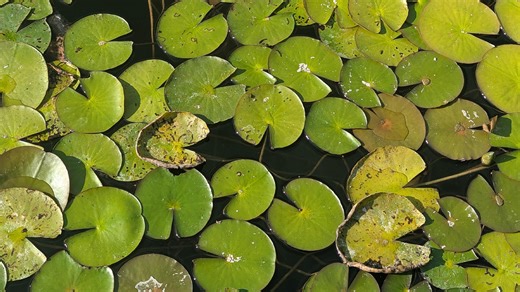 You have X-ray vision if you can spot the hidden frog in under 9 seconds