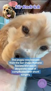 ❤️ Puppy cocker spaniel recovering from liver shunt surgery. 🥹 | Camp Cocker Rescue
