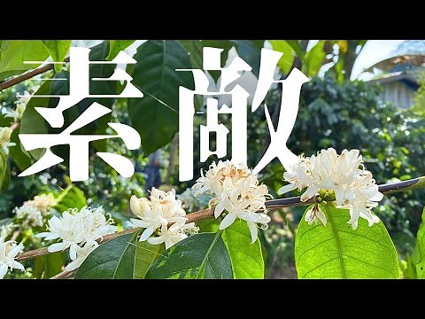【激レア花】ほぼ〇〇の香りがする『コーヒーの花』の豆知識５連発