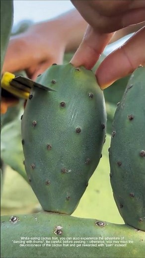 Cactus food secrets: You do not know how to eat the fruit and leaves!