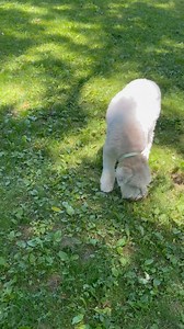 Ruby & Daisy! Sweet sisters loving their Cozy vacation! 🥰❤️🐾🌼💫 | Cozy Inn Pet Resort - Plum
