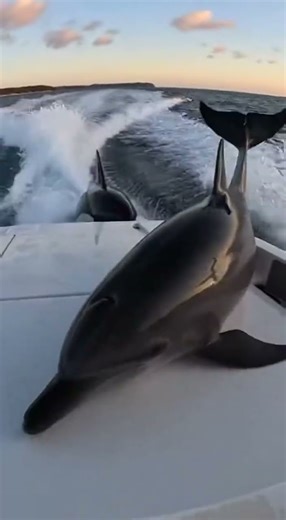 A woman gets splashed and scared as dolphins land on board
