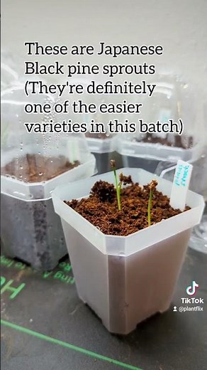 Germinating Some Popular Bonsai Seeds 💚🌱 #bonsai #seeds #seedstarting