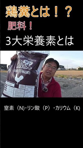 鶏糞と苦土石灰の違いと役割り#三和農園 #農チューバ＃鶏糞＃肥料＃苦土石灰 #家庭菜園 #焼津市