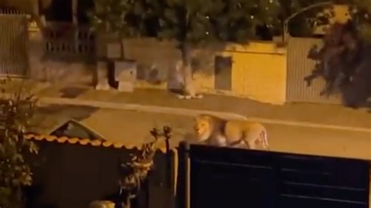 Viral Video: Escaped Circus Lion Wanders Streets in Italy