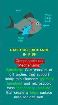 gaseous exchange in fish