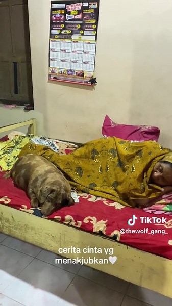 cerita bagian 13 | 1 hari ini nenek lemas di karenakan sakit, dan si mylo ga mau beranjak dr kasur nenek dia menemani dari pagi sampai malem, aku tau karna dia memastikan bahwa nenek nya harus baik baik saja. makannya dia terus menemani neneknya 🥹 #fyp #fypシ #thewolfgang #dachshundsoftiktok #fypシ゚viral