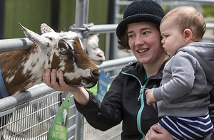 14 Wild & Fun Animal Farms & Petting Zoos to Visit Now