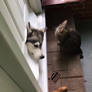 1.3M views · 22K reactions | This doggo got stuck in a cat door... how?!  | VT | Facebook