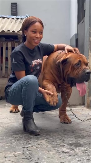 Understanding the Boerboel Breed with Hector Abonzo