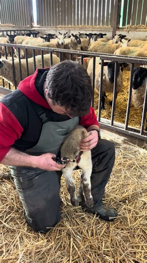 First time using ClipFitters, seems to work well 👍 #clipfitters #farming #lambingseason