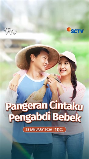 Cinta Segitiga di Pangeran Cintaku Pengabdi Bebek