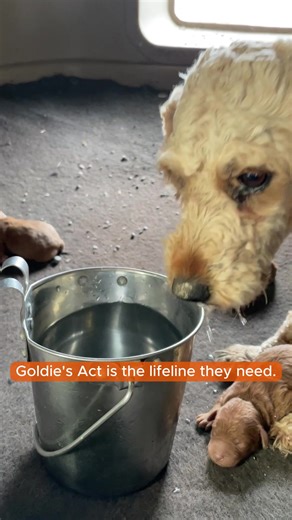🧡SHARE TO SUPPORT GOLDIE 🧡 A quarter of a million dogs live in USDA-licensed facilities, AKA puppy mills, suffering just like Goldie did. But this doesn’t need to be their reality. Together, we can push for change and support federal legislation like #GoldiesAct to protect these dogs from further suffering in these facilities. Share this video with other dog lovers to spread awareness about #GoldiesAct and URGE your legislators to pass this lifesaving bill. Learn more by visiting the link in o