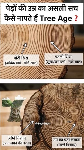 पेड़ के अंदर छिपी है उसकी जन्म कुंडली❗️🌳| Dendrochronology Explained 😱 #shortsfeed #ytshorts