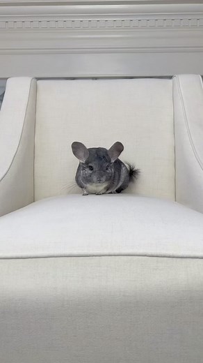 Chinchilla Showcase: Overcoming Obstacles with Agility