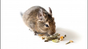Degus as Pets: Pros & Cons