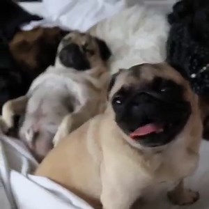 When all ur Birthday wishes come true | Doug The Pug