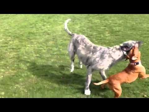 Irish wolfhound vs red nose pitbull