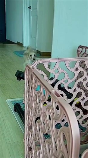 구르미#말티푸#혼자 집보기#늑대울음소리