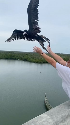 5.1K views · 895 reactions | Magnificent frigatebirds have short legs...