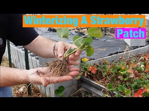 Winterizing a strawberry patch. Weeding and pruning strawberry plants