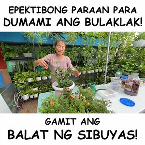 1.9M views · 72K reactions | BALAT NG SIBUYAS, PAMPADAMI NG BULAKLAK! ONION PEEL FERTILIZER TUTORIAL Mga ka-plantito/plantita! Ituturo ko sa inyo kung paano gumawa ng isang epektibong pampadami ng bulaklak ng ating mga halaman gamit ang balat ng sibuyas! Napakadali lamang nitong gawin! | Haydee's Garden | Facebook