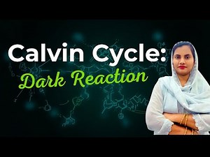 Calvin Cycle Steps You Must Remember | NEET Biology