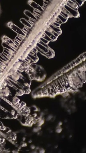 Reacting Ammonium Chloride Crystals Under The Microscope