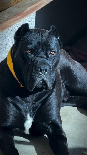 Guard Dog Cane Corso II Dog Lover I Dog shorts II Cane Corso DOG II Cute Dog I Funny dog #shorts