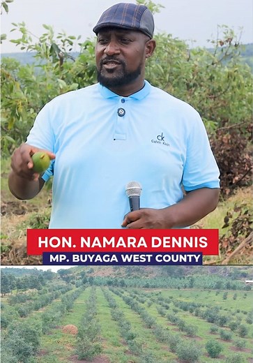 Hass Avocado Profitability: Why Hass Avocados Are So Profitable