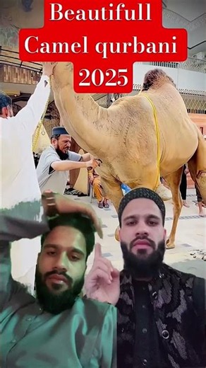 Amazing camel 🐪 qurbani camel, Short, amazing, qurbani