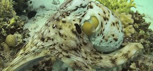 Science Developing Squid-like Synthetic Skin Camouflage | The Mary Sue