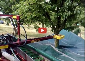 Kersen oogst. Niks plukken.