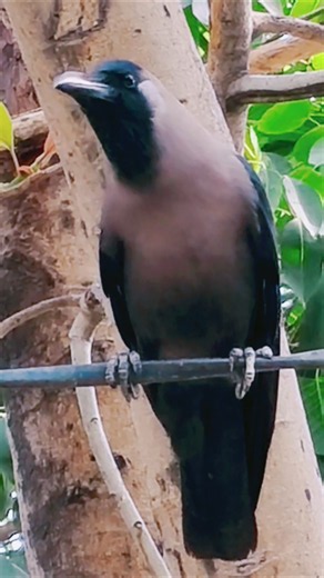 Amazing Crow Sounds 🐦‍⬛🥰♥️| Crow Video 🐦‍⬛🥰✨| Crow Feeding 🐦‍⬛🫓| Birds Video 🐦🌳|