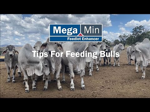 Tips For Feeding Bulls