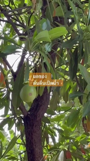 ต้นตีนเป็ดน้ำ#Outdoor garden#garden #gardening #gardendesign #garenafreefire