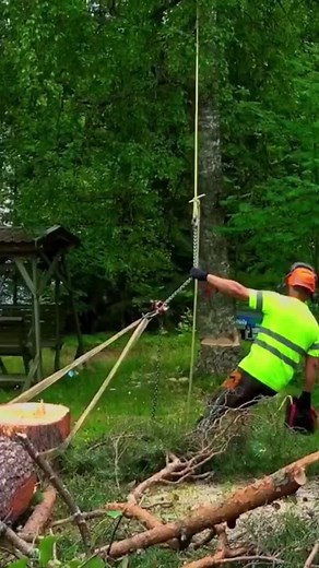 Just Listen To The Sound! #fallingtree #asmr #tree #birch #sound #baumfällung #baumfäller #lumberjack #forrest #forestry