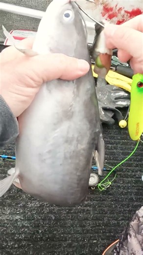 Last fish of 2025 was a little one but one none the less