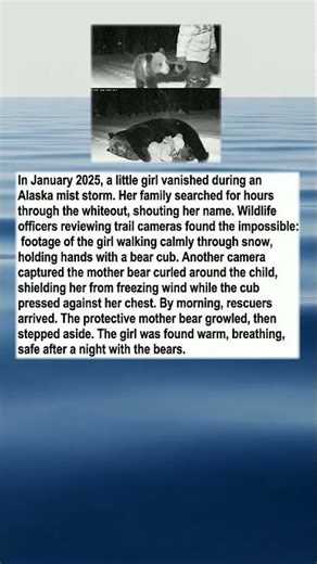 Bears Shield Lost Girl Through Alaska Blizzard