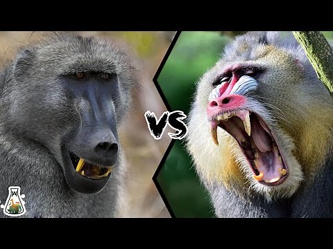 BABOON VS MANDRILL - Which is the strongest monkey?