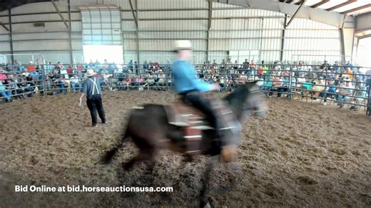 Annual Riding Mule Sale - Lebanon, TN | Tennessee Mule Sales - Reese Bros