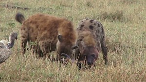 A vulture joins hyenas as they eat a wildebeest.