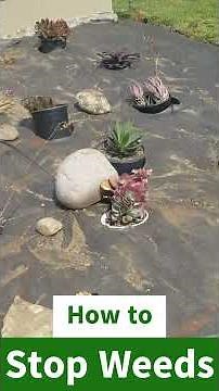 Stop Weeds Before They Start: The Smart Way to Control Weeds