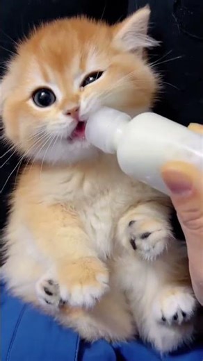 Whose cat drinks a whole bottle in one go?!